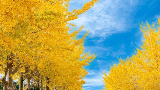 季節の変わり目にゆらぐ心と体… 更年期を支えるインナーケア